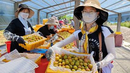 天山腳下的黃金果實 察布查爾樹上干杏遠(yuǎn)銷內(nèi)地市場