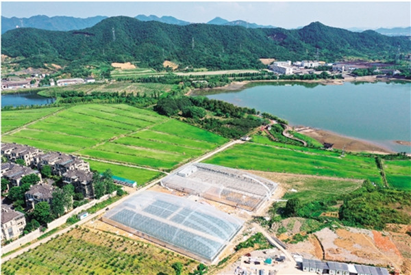 紹興文明網(wǎng)聚焦“集鮮果” 小水果撬動(dòng)大文明，共富路上果香濃